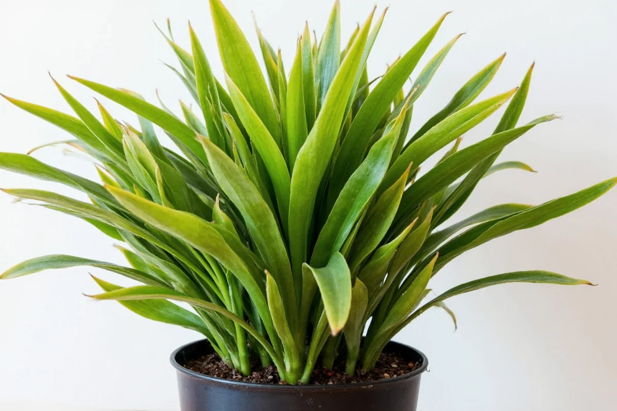 how to care for cordyline plant
