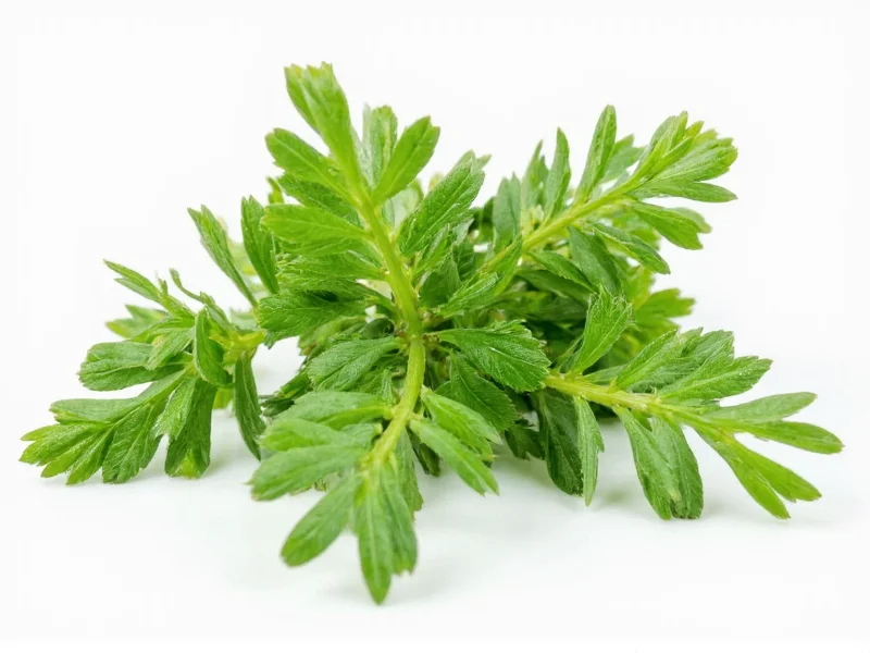 Tarragon Flavor Profile: What It Tastes Like & How to Use It
