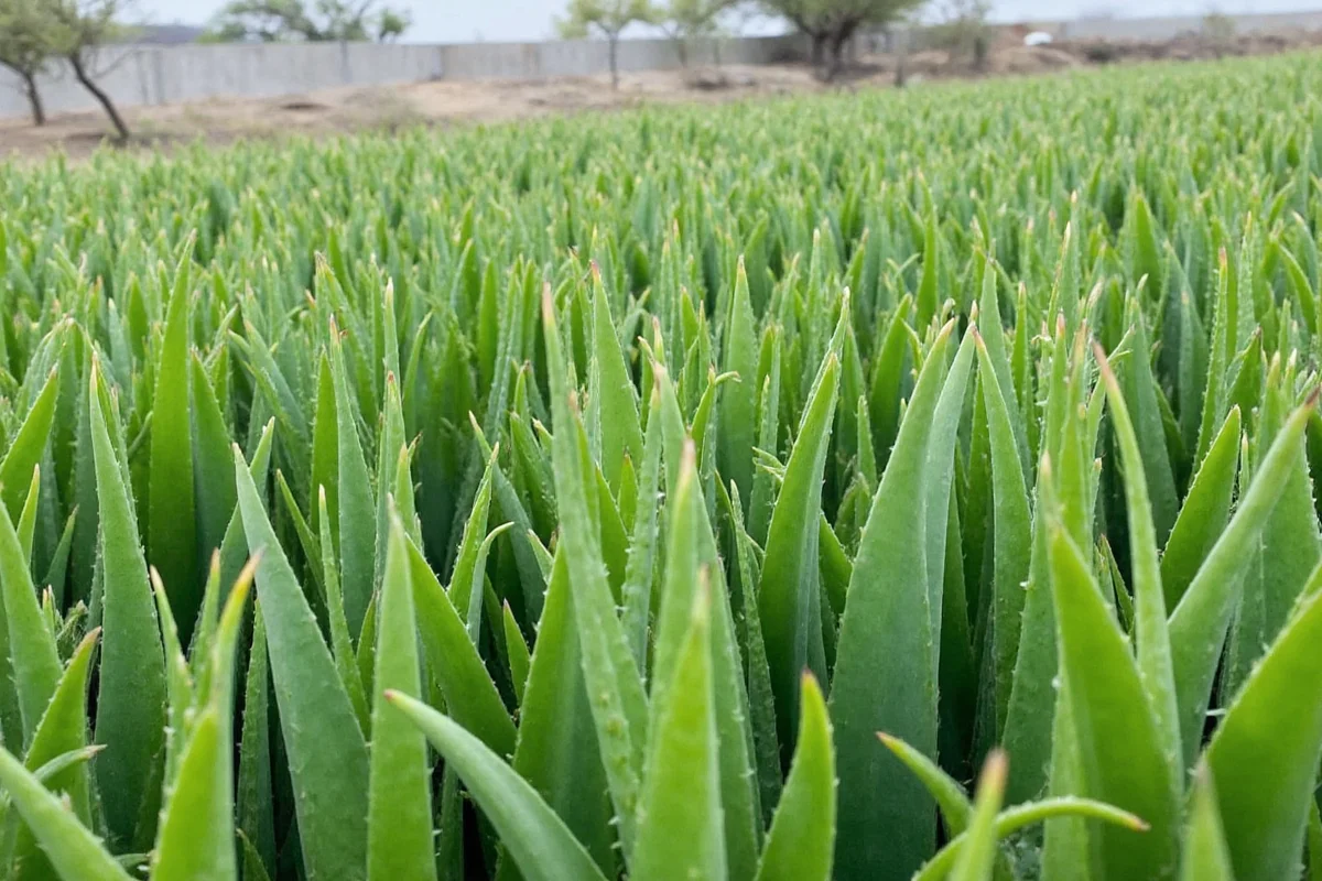 Where Does Aloe Vera Grow Naturally and Commercially?