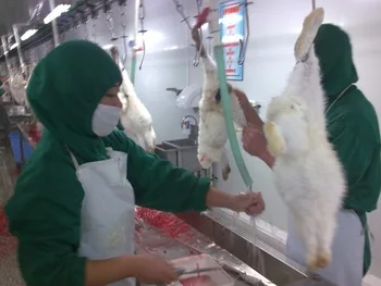 Complete Rabbit Slaughter Equipment Line Rabbit and Poultry Slaughterhouse