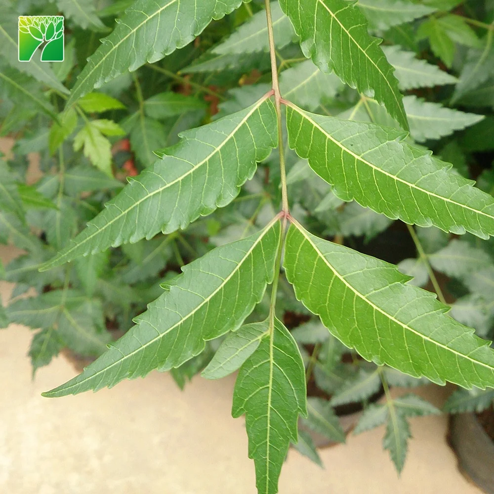 
Cheap wholesale 12-14inch height garden arbor plant Azadirachta indica Neem 