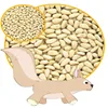 Raw processing type wholesale red pine nut kernels in bulk