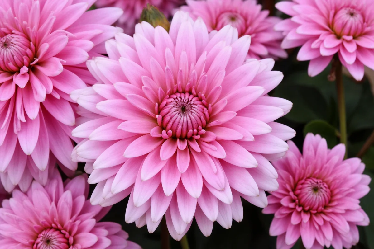 0913 chrysanthemum