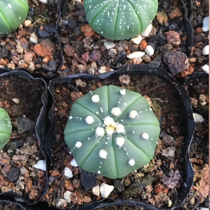
Perennial Cactus Astrophytum asterias 
