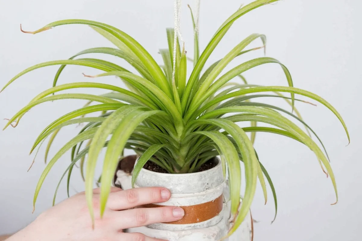does air plants need sun