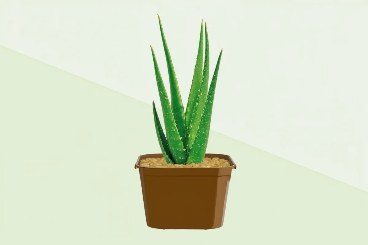 how often to water aloe vera plant
