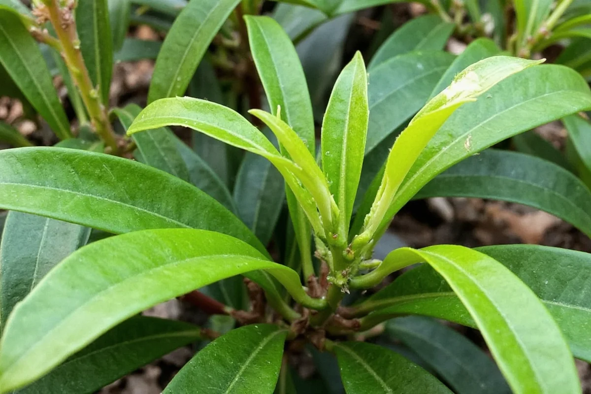how to cut back a rubber plant