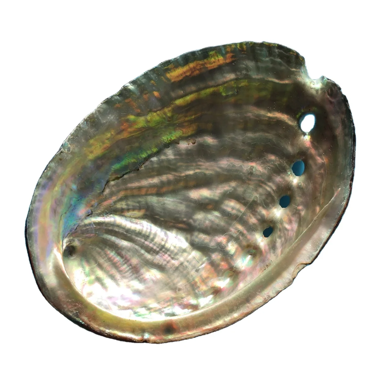 

Natural Abalone Shells Of Various Sizes Wholesale large Conch Sea shell abalone shells for burning sage