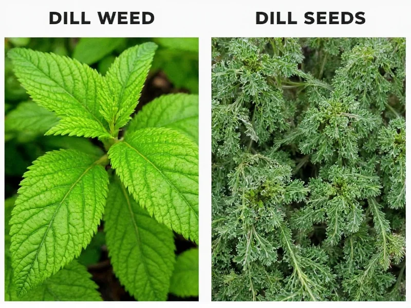 Dill Weed vs Dill Seeds: Key Differences Explained
