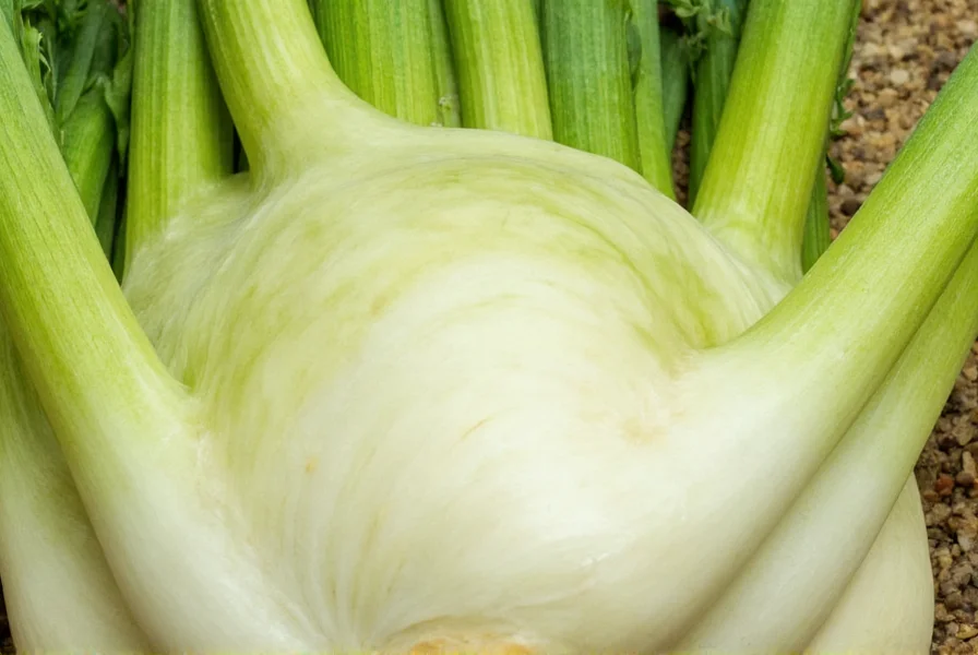 Close-up of fresh fennel bulb with feathery fronds showing detailed texture and color
