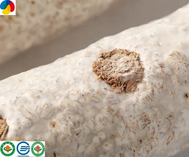 
2019 ISO22000 Certificate mushroom farm frozen health fresh shiitake mushroom seeds for growing 