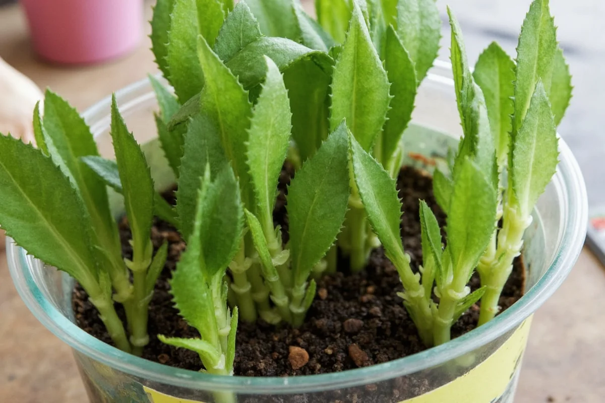 how to propogate snake plants