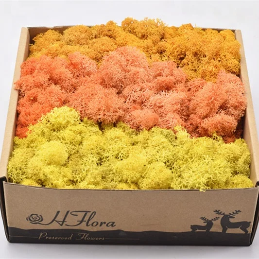 

HFloral Manufacturer Produced Reindeer Core Moss (Mixed Color) golden supplier wholesale preserved moss