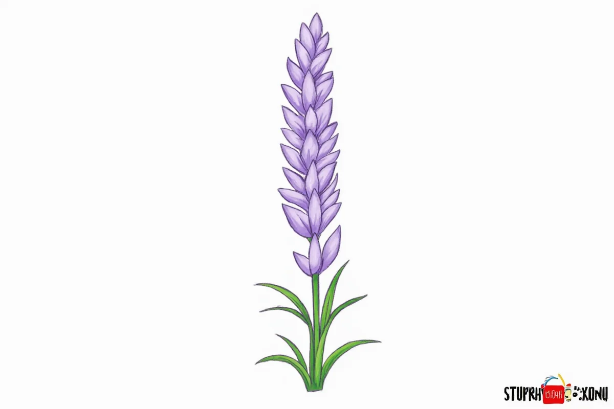 how to draw a lavender plant