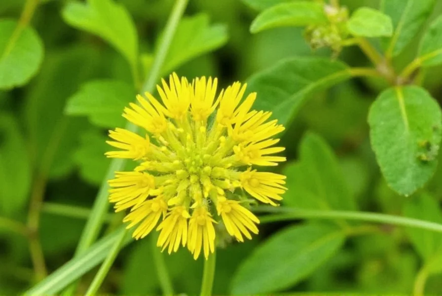 Golden clover plant showing bright yellow flower heads and trifoliate leaves in a natural setting
