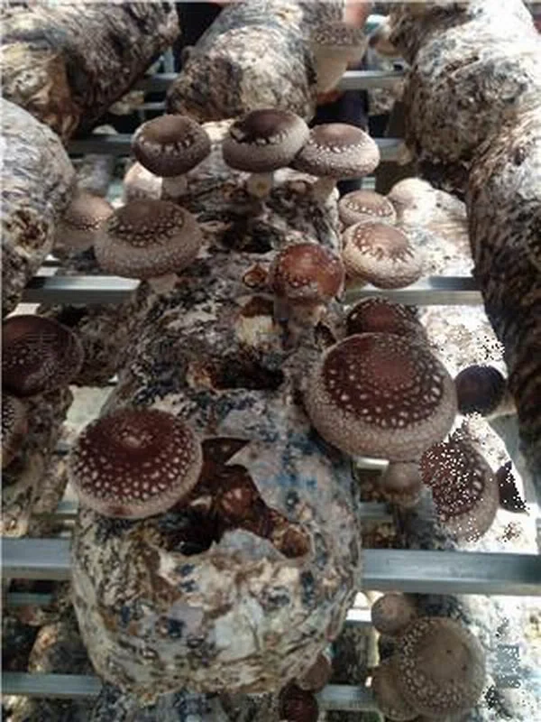 
Shiitake Mushroom Spawn Champignon Mushroom Seeds 