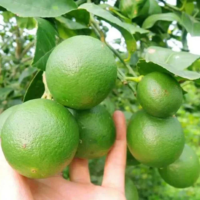 
Orange OEM Style Fresh Green Lemon with competitive price 