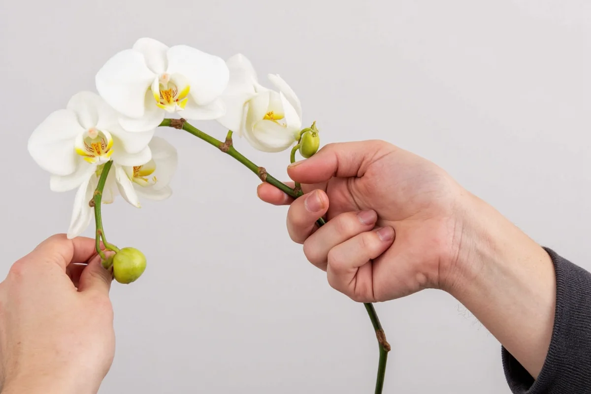 how to trim an orchid plant