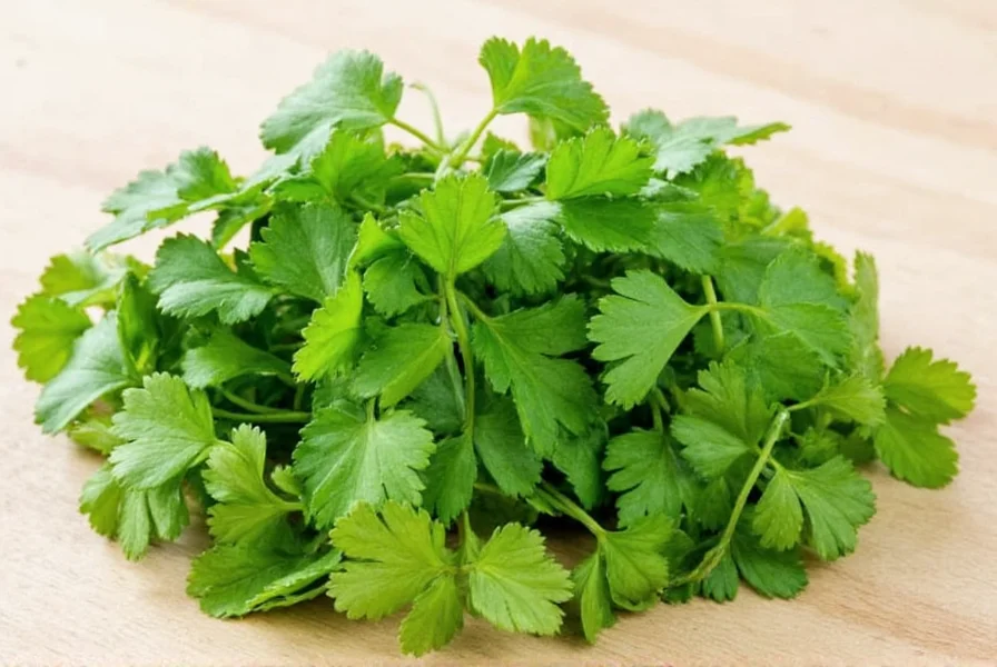 Fresh coriander leaves on white background showing delicate lacy structure