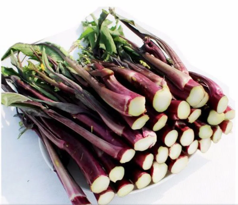 热卖耐热choy总和/菜心种子种植