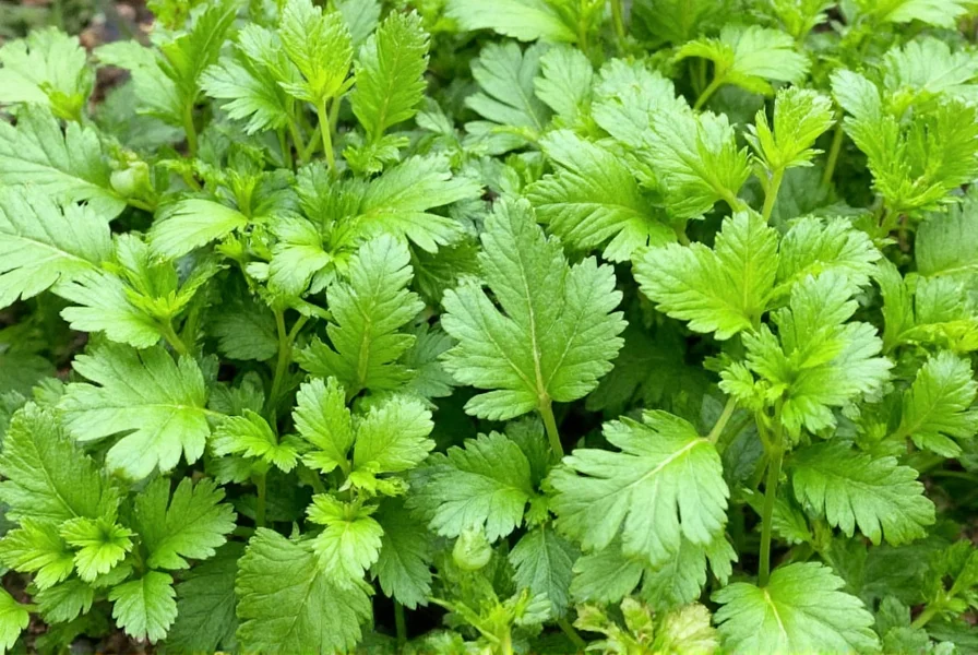 Proper storage methods for fresh cilantro, parsley, and coriander seeds