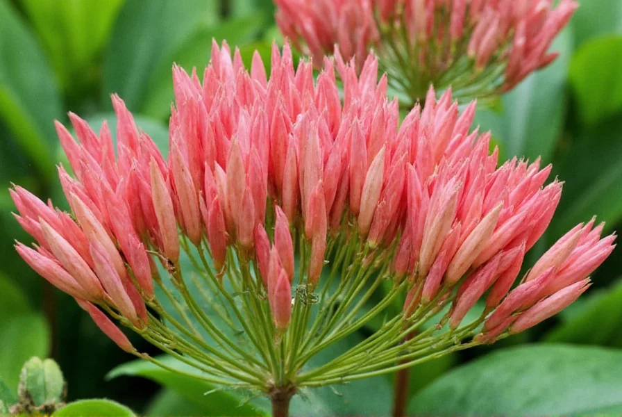 Growing Ginger Flowers: Complete Guide for Gardeners