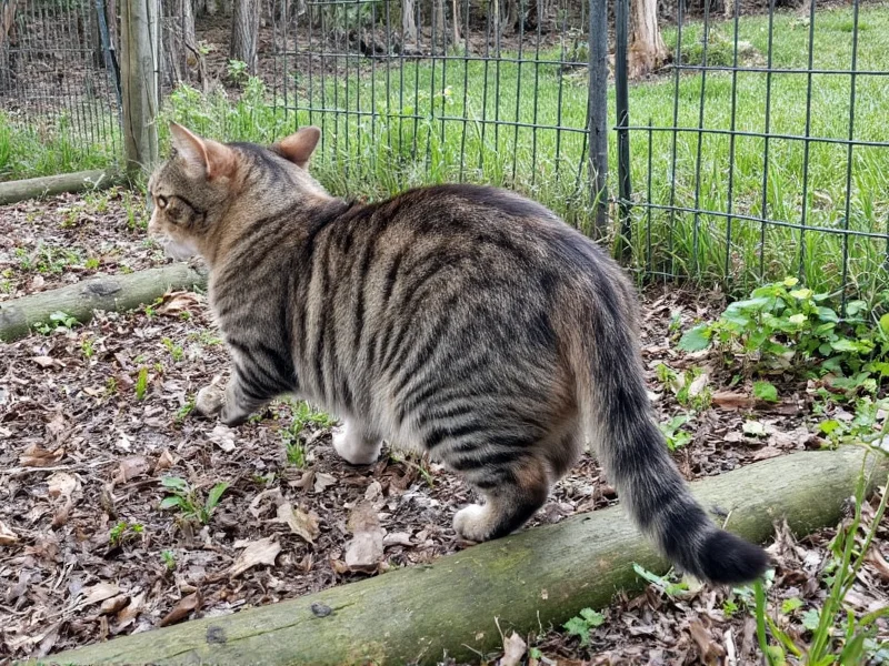 Happy tabby cat exploring secure outdoor enclosure