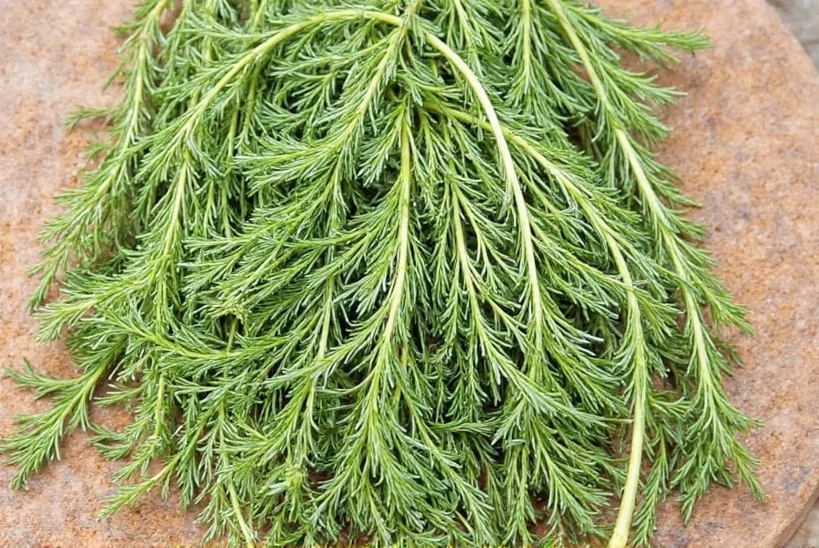 Fresh and dried dill side by side in measuring cups