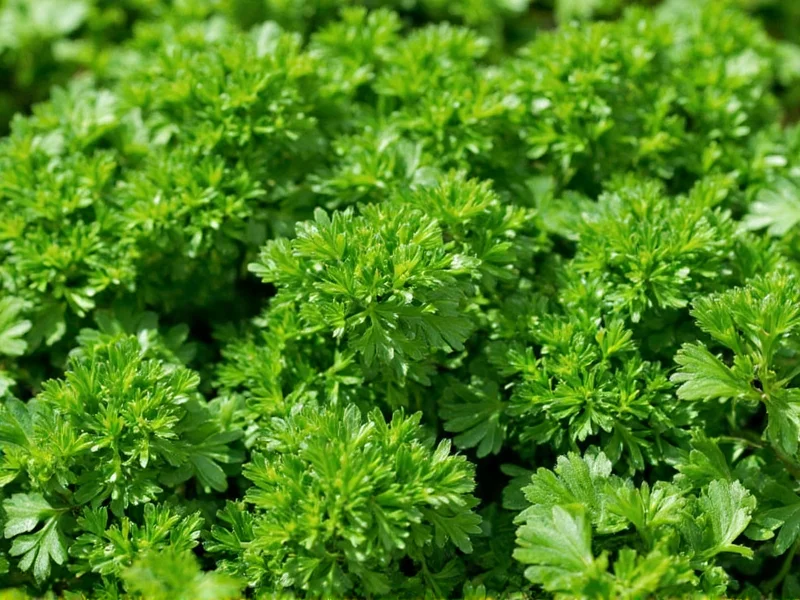 Fresh Parsley to Dry Equivalent: 3:1 Conversion Guide