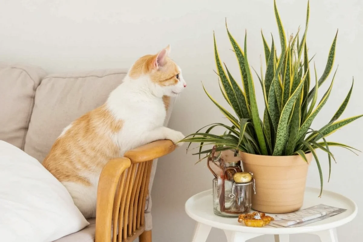 is snake plant poisonous to cats