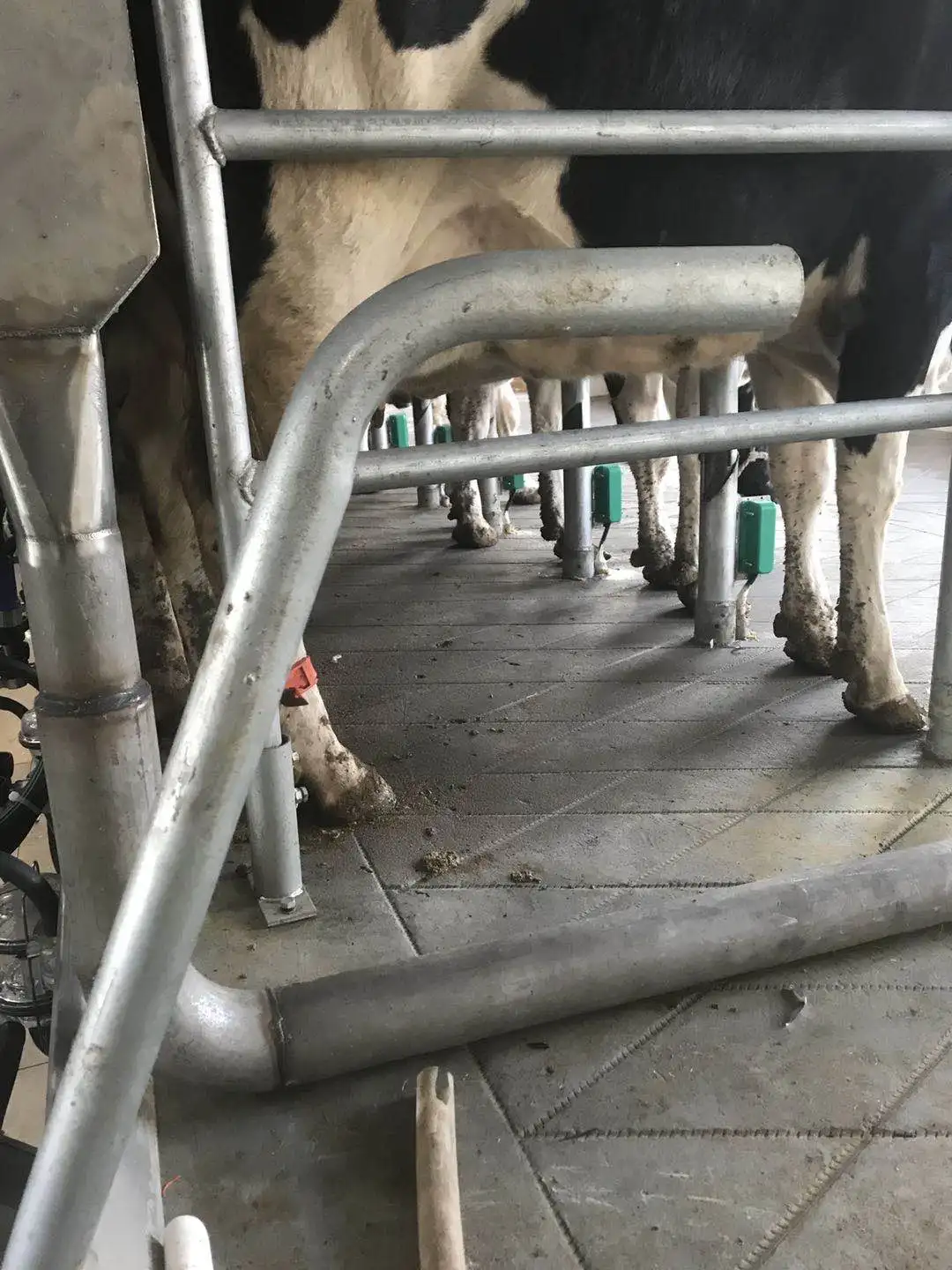 Cow Identification System Pedometer Buy Cow Activity Monitoring System,Cow Activity Tracker