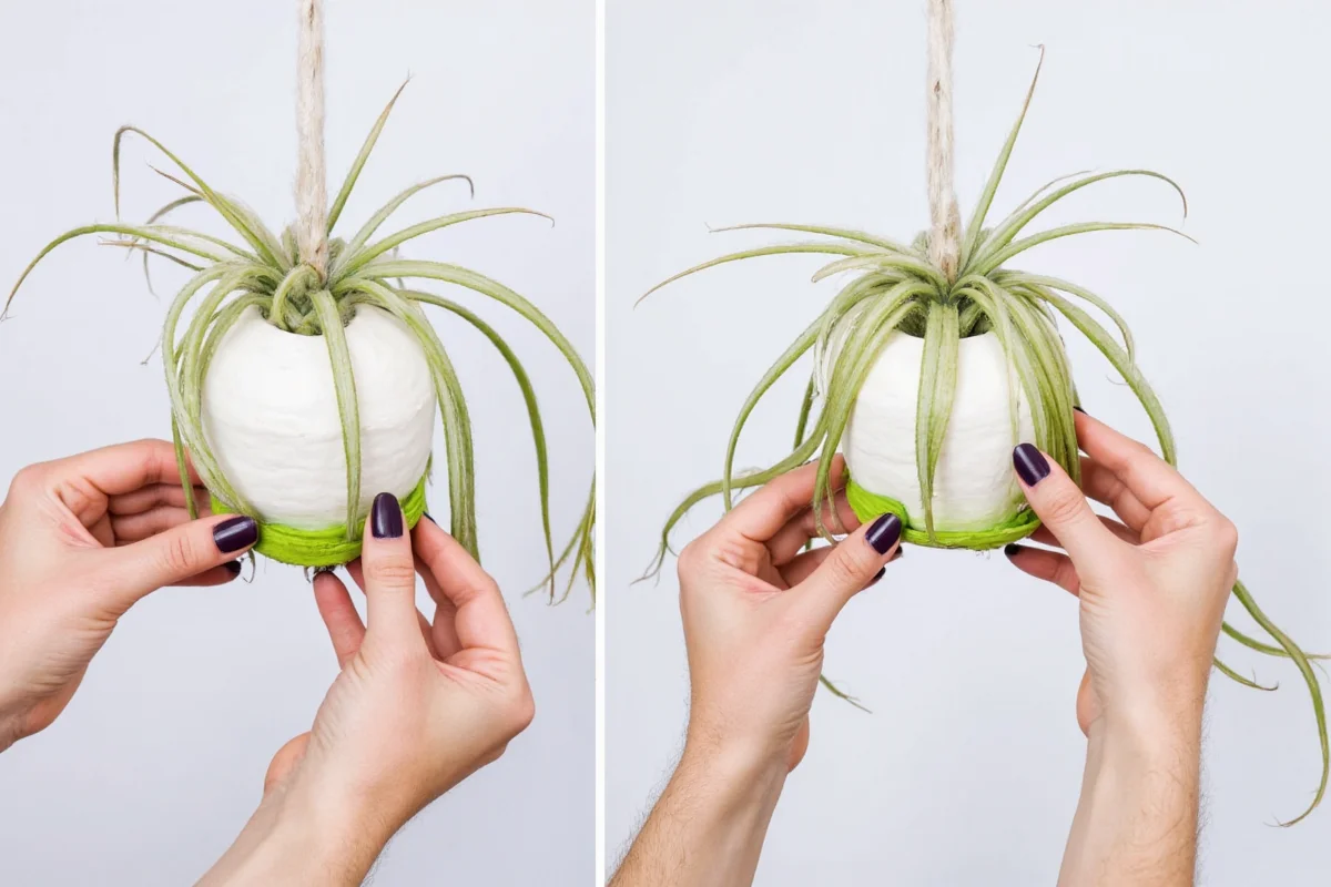 how to propagate air plants
