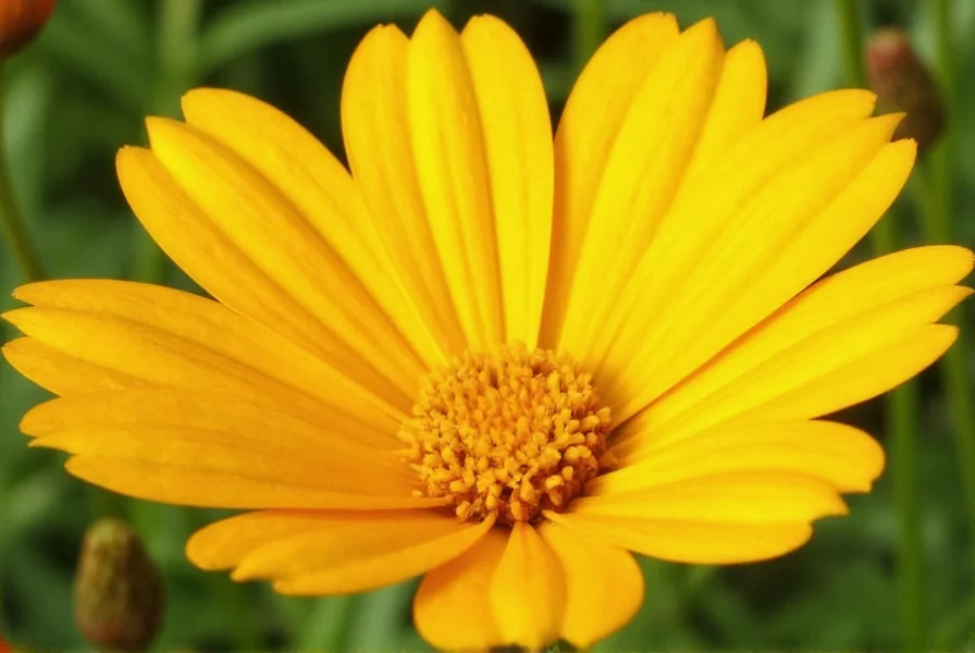 Turmeric plant showing the relationship between flowering spike and developing leaves