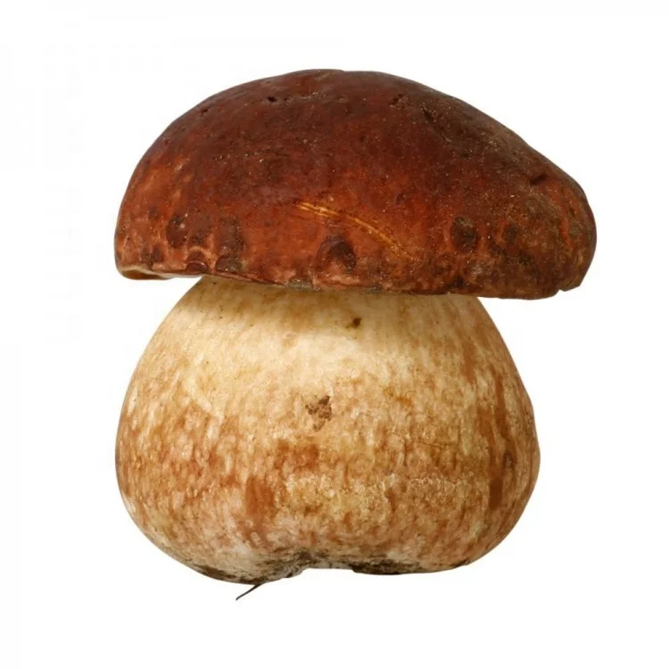 
Organic Natural Siberian Dried Cep White mushrooms 