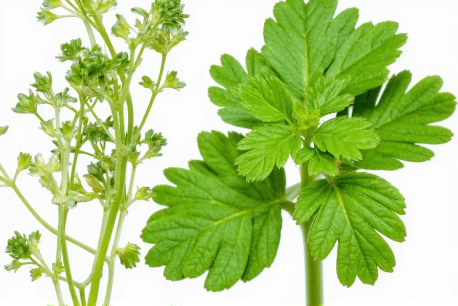Coriander or Cilantro: Same Plant, Different Names Explained