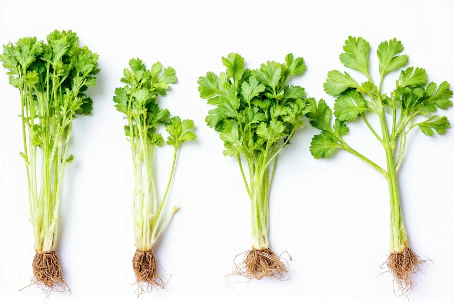 Fresh coriander plant showing roots, stems, leaves, and seeds for comparison