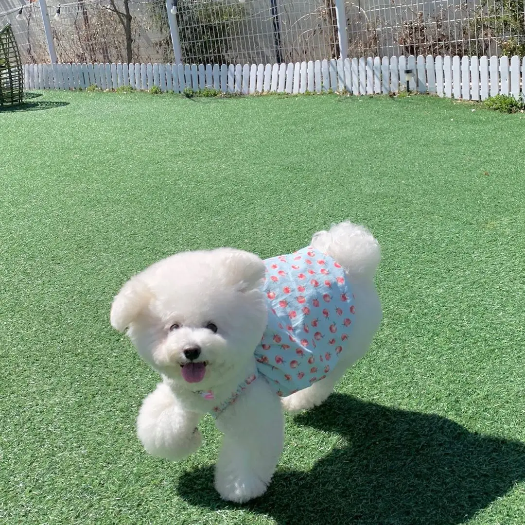 Wholesale Dog Clothes Dress Pet Girl Puppy Clothes Summer Buy Puppy