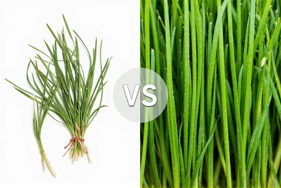 Fresh and dried chives side by side