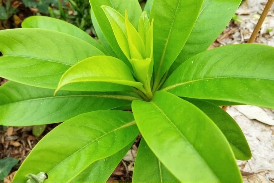 Ginger Leaves: Edibility, Uses, and Health Benefits Explained