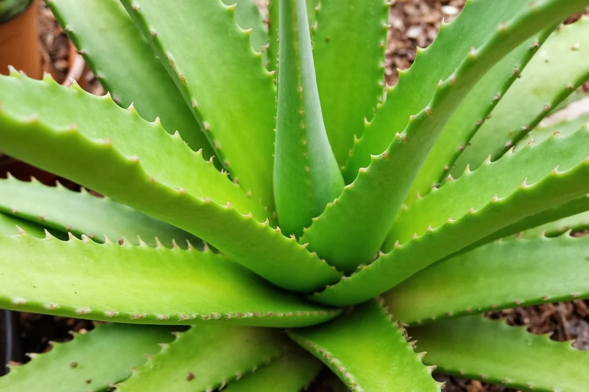 how to take care of aloe vera plants