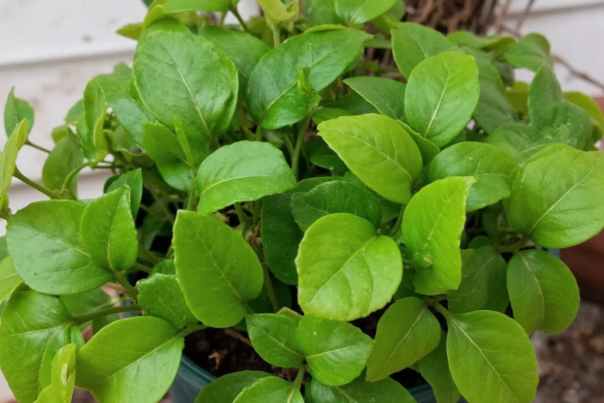 how to take care of an ivy plant