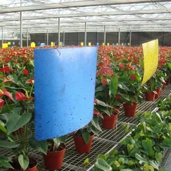 

Perfect Double-Sided Yellow Blue PP Board glue trap for fruit fly whitefly scorpion leaf miner insecticida