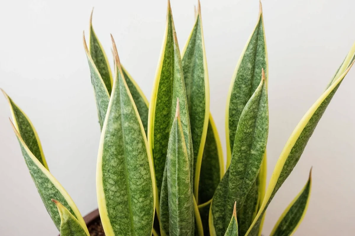 is sansevieria a snake plant