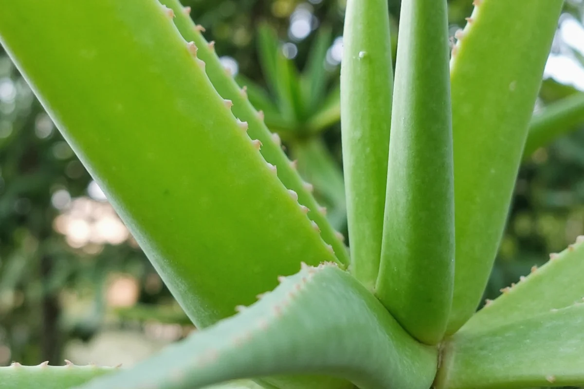 how often should you water an aloe vera plant