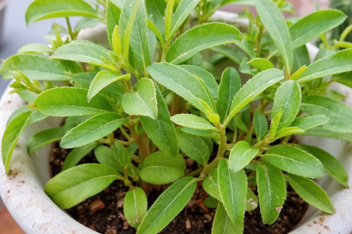 how to harvest lavender picking drying lavender flowers
