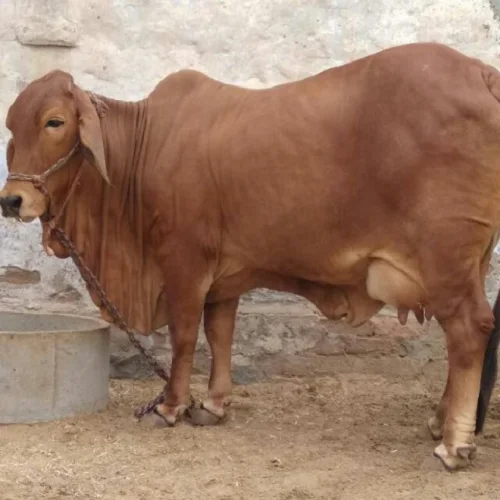 
Sahiwal cows livestock cattle 