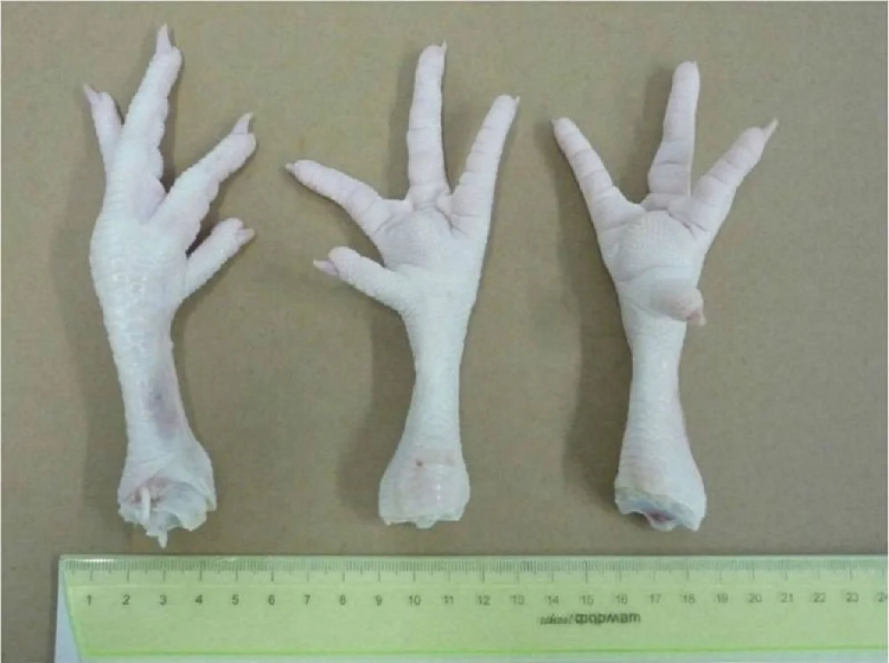 
Frozen Chicken Feet/Paws Export to China, Vietnam, Japan, Thailand 