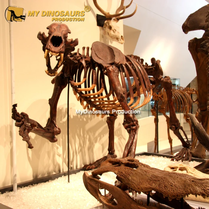 short faced bear skeleton