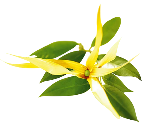 

Organic Wholesale 10ml 100% pure natural plant extract CBD Ylang Ylang Essential Oil for therapeutic aspects