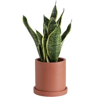 

Cylinder round cement flower pot for home deco with terracotta color